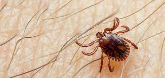 Crimean-Congo haemorrhagic fever (CCHF)