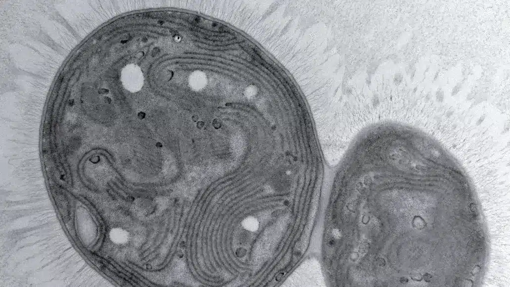 Cyanobacteria