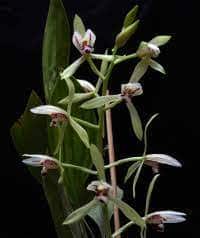 Cymbidium Lancifolium