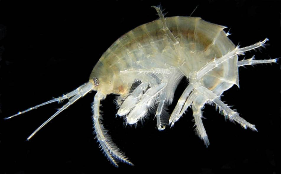 What is Demaorchestia alanensis?