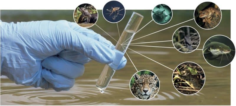 Environmental DNA (eDNA)
