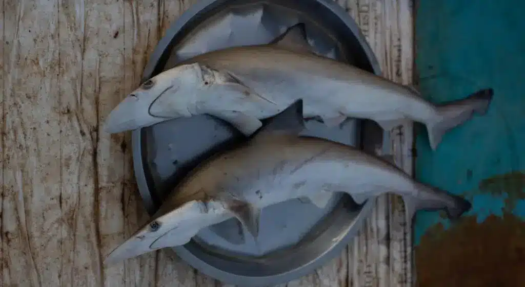What is Elasmobranch?