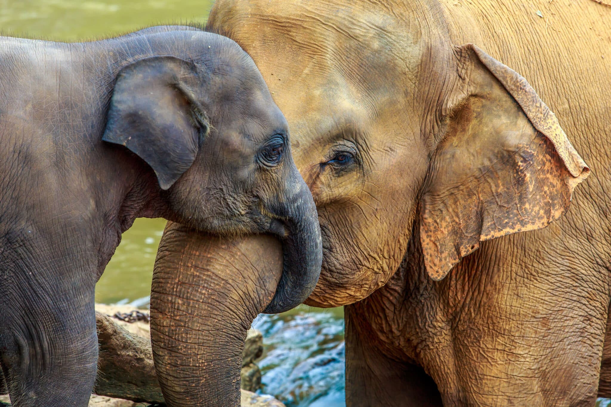 Elephant Endotheliotropic Herpesvirus