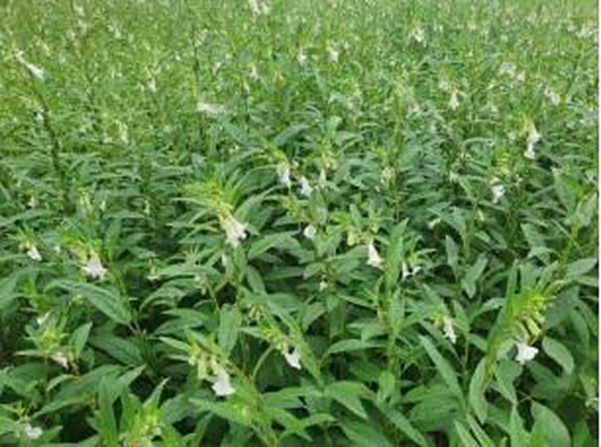 Onattukara sesame (Ellu)