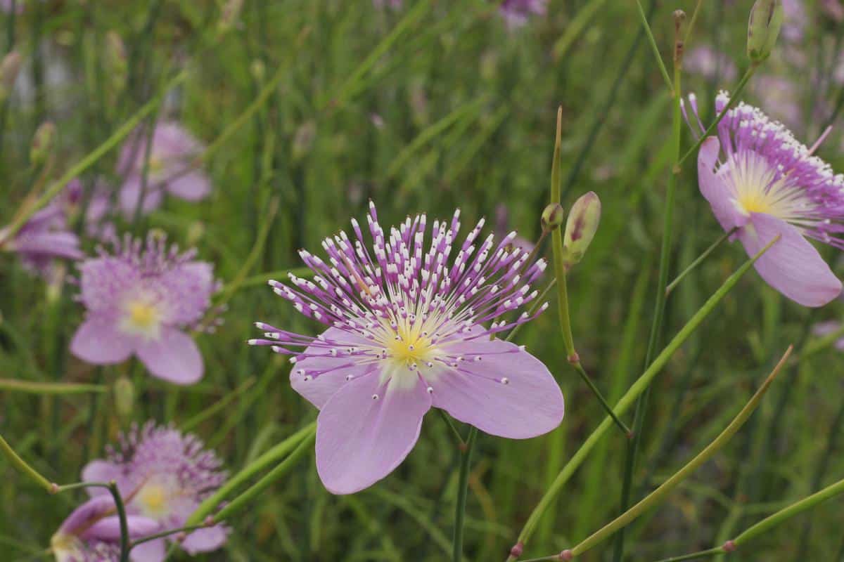 What are Ephemerals?