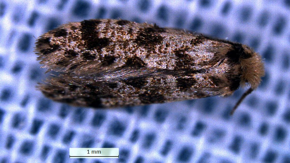 Eumasia venefica