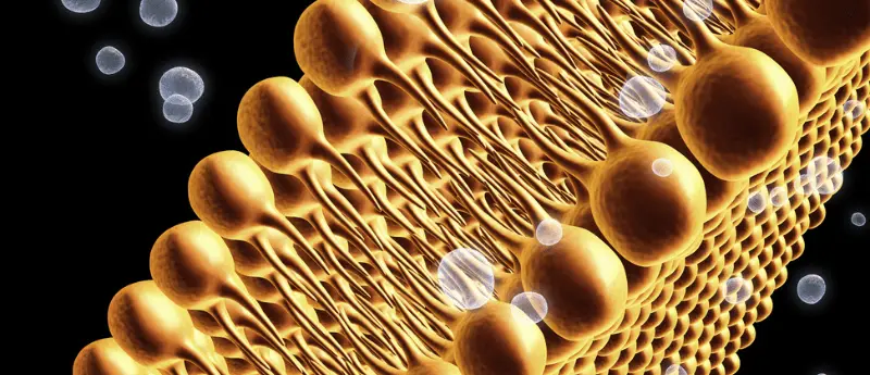 What is Ferroptosis?