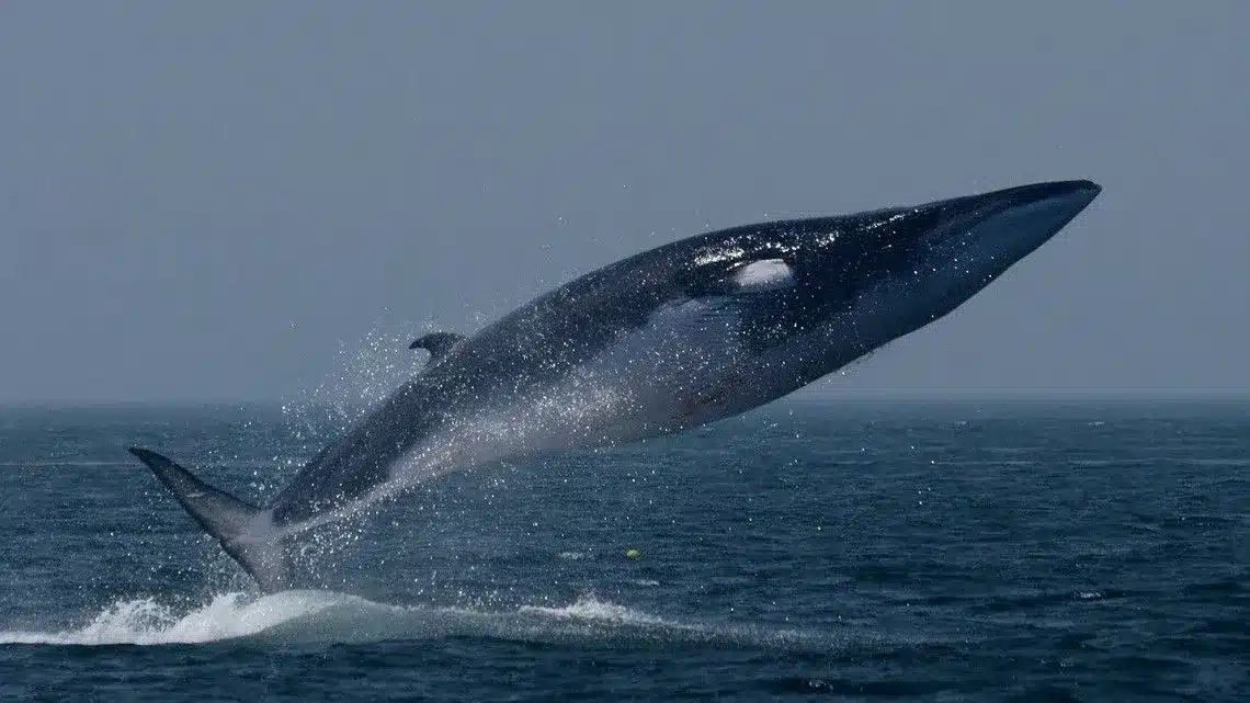 Southern Right Whale