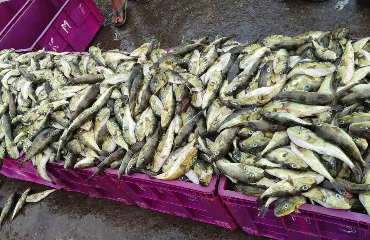 Report Fish Disease App