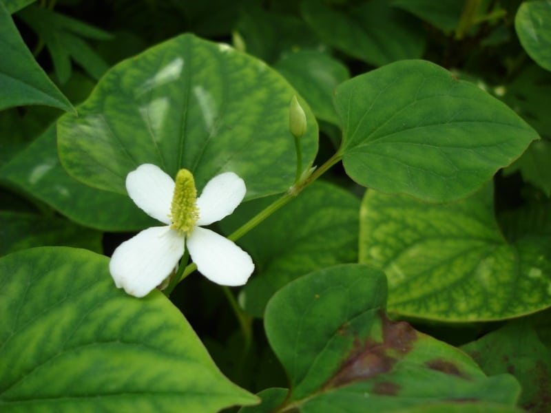 What is Fish Mint?