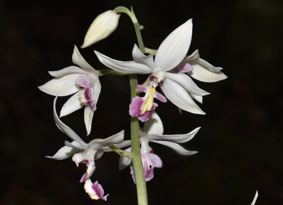 Floral and Faunal Database