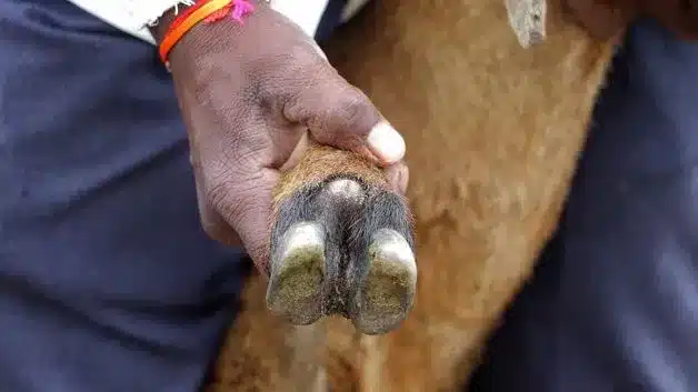 What is Footrot Disease?