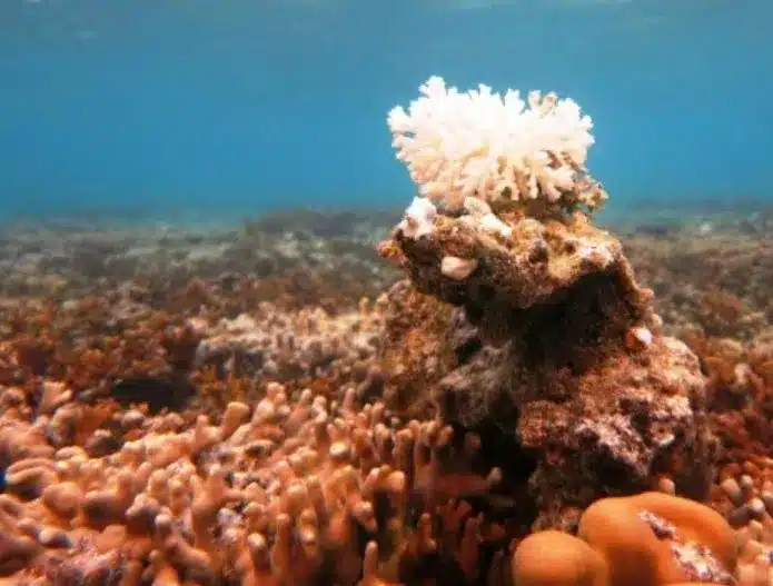 Goniopora Coral