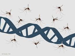 Gene-Drive Technology