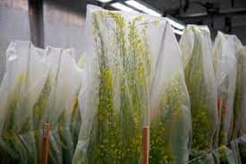 Gene-edited Mustard
