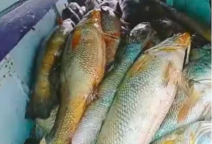 Seafood Exports