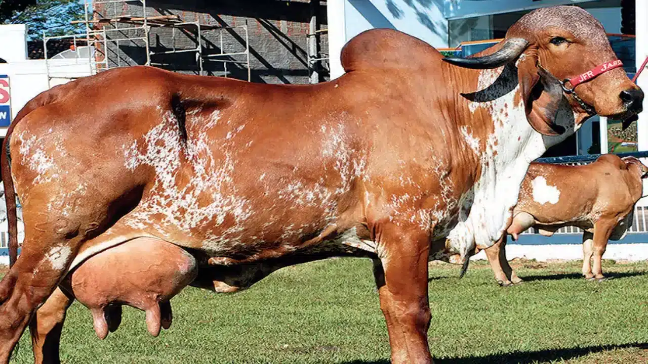 Gir and Kankrej cattle