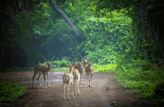 Guindy National Park