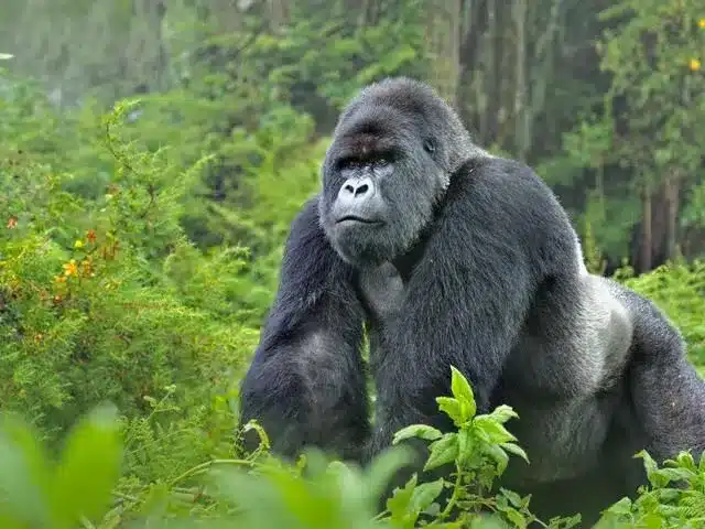 What are Gorillas?