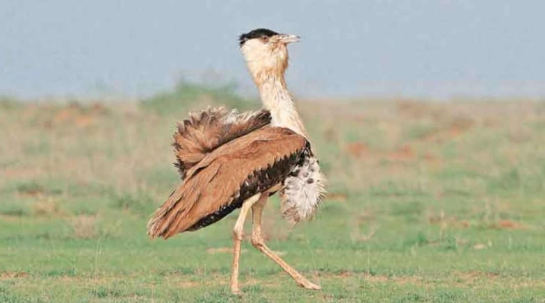 Great Indian Bustards’ Protection