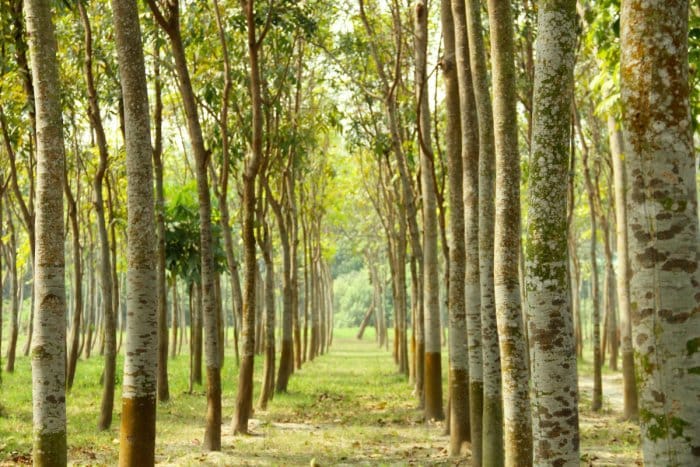 Green India Mission