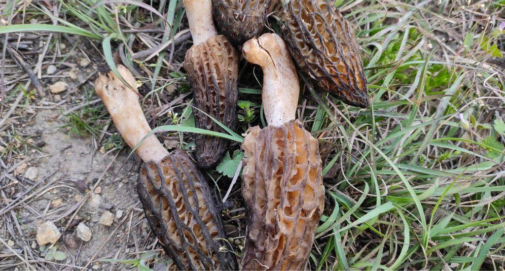 Gucchi mushroom