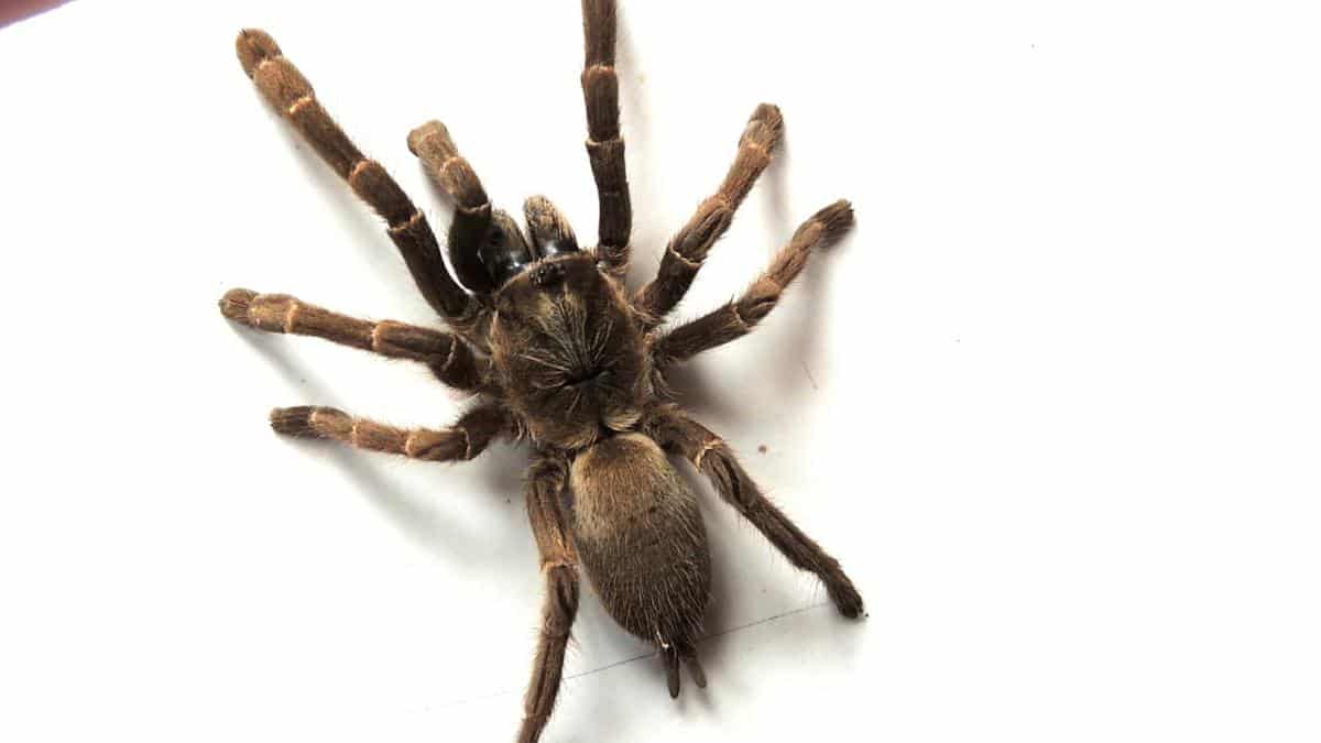 Haploclastus Nilgirinus