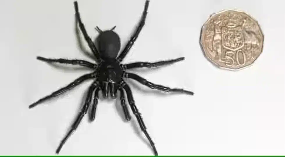 Hercules spider