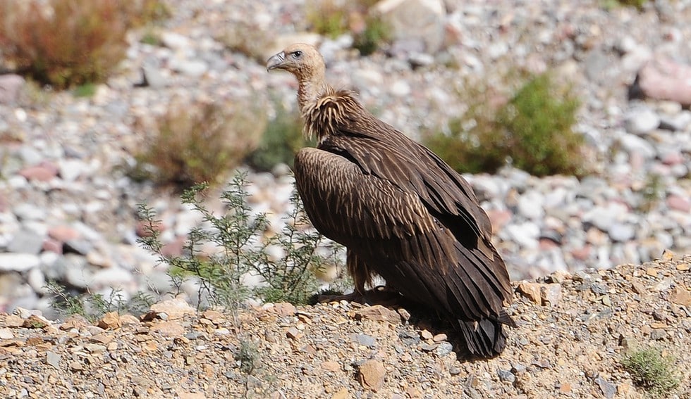 Himalayan Vulture