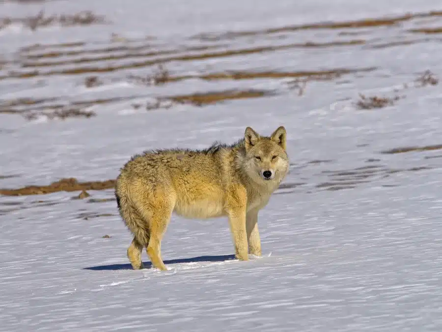 Himalayan Wolf