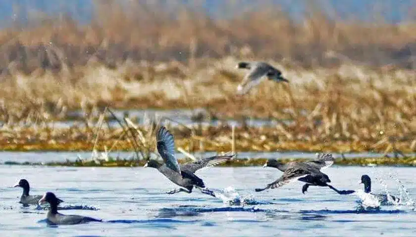 Hokersar wetland