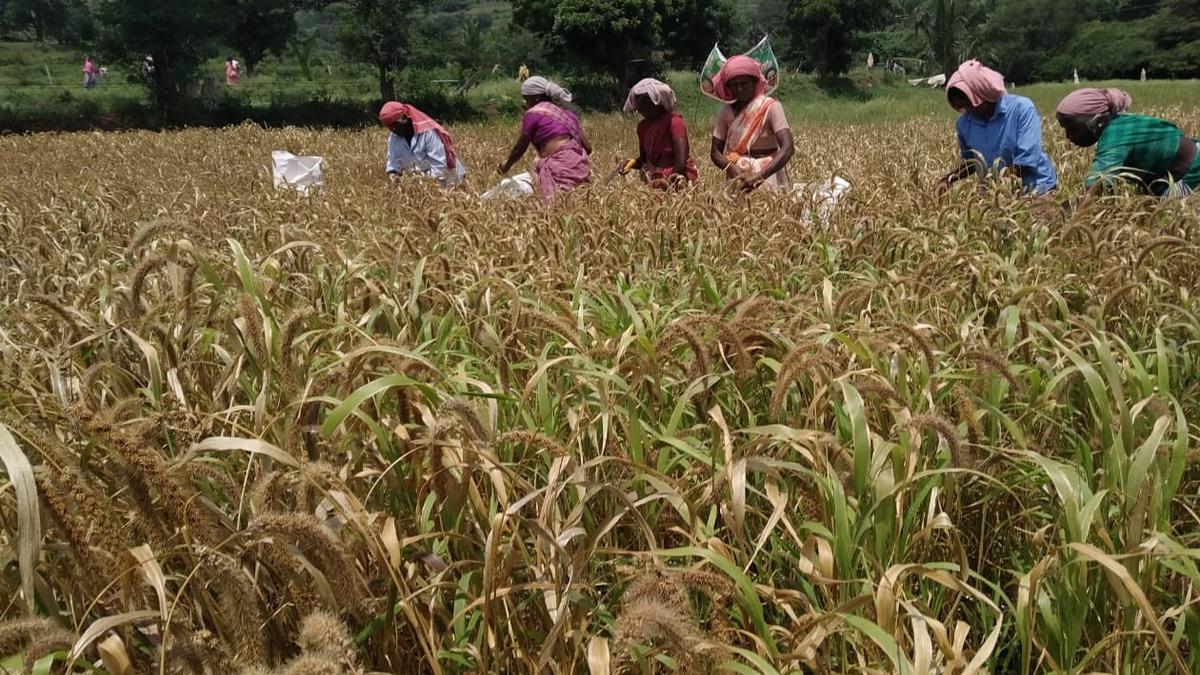 How are Nutrients in Millets Affected by Processing and Polishing?