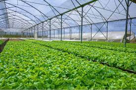 Hydroponics Farming