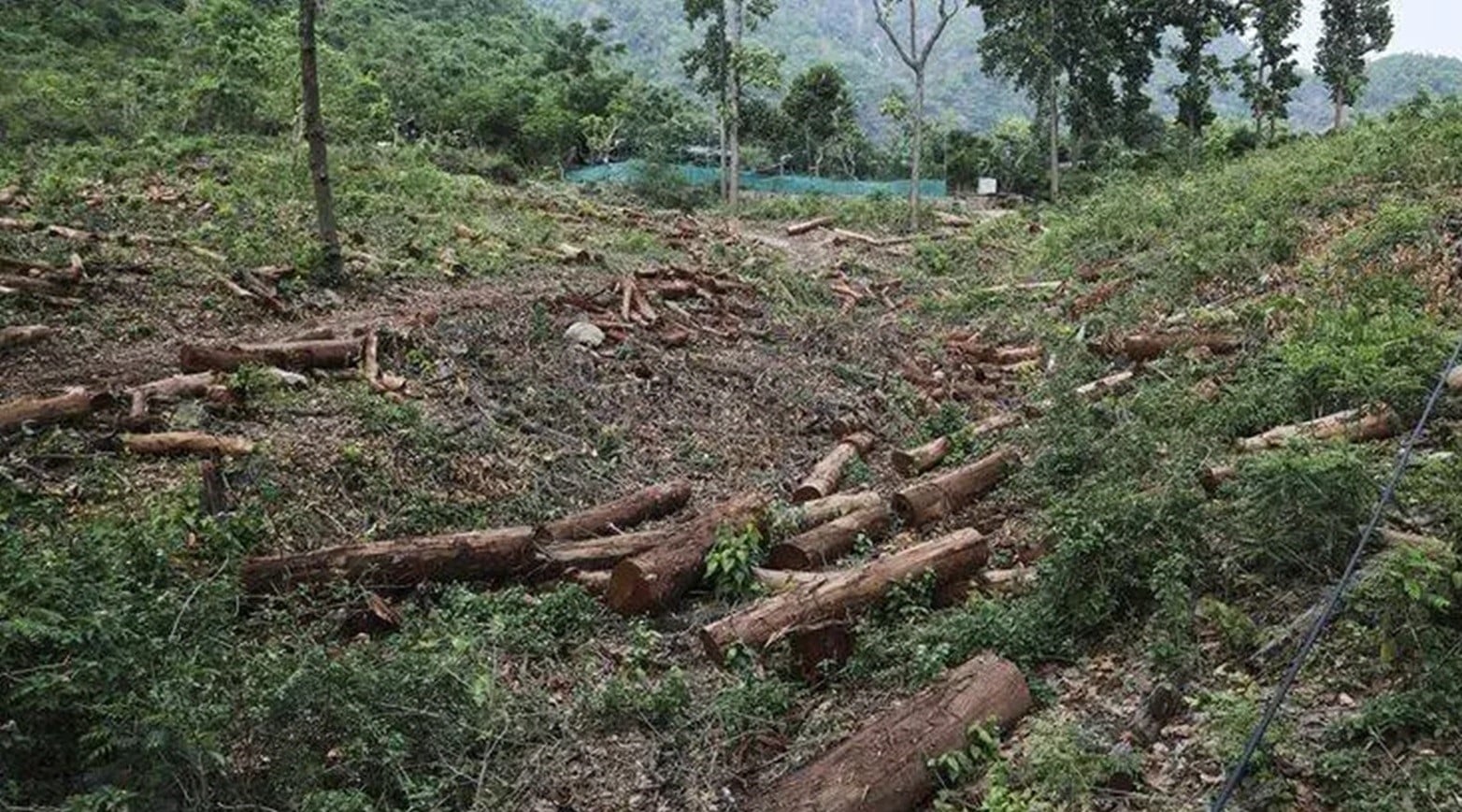 The Indian Forest and Wood Certification Scheme (IFWCS): A Scheme to Counter Foreign Agencies