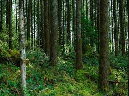 Indian Forest and Wood Certification Scheme