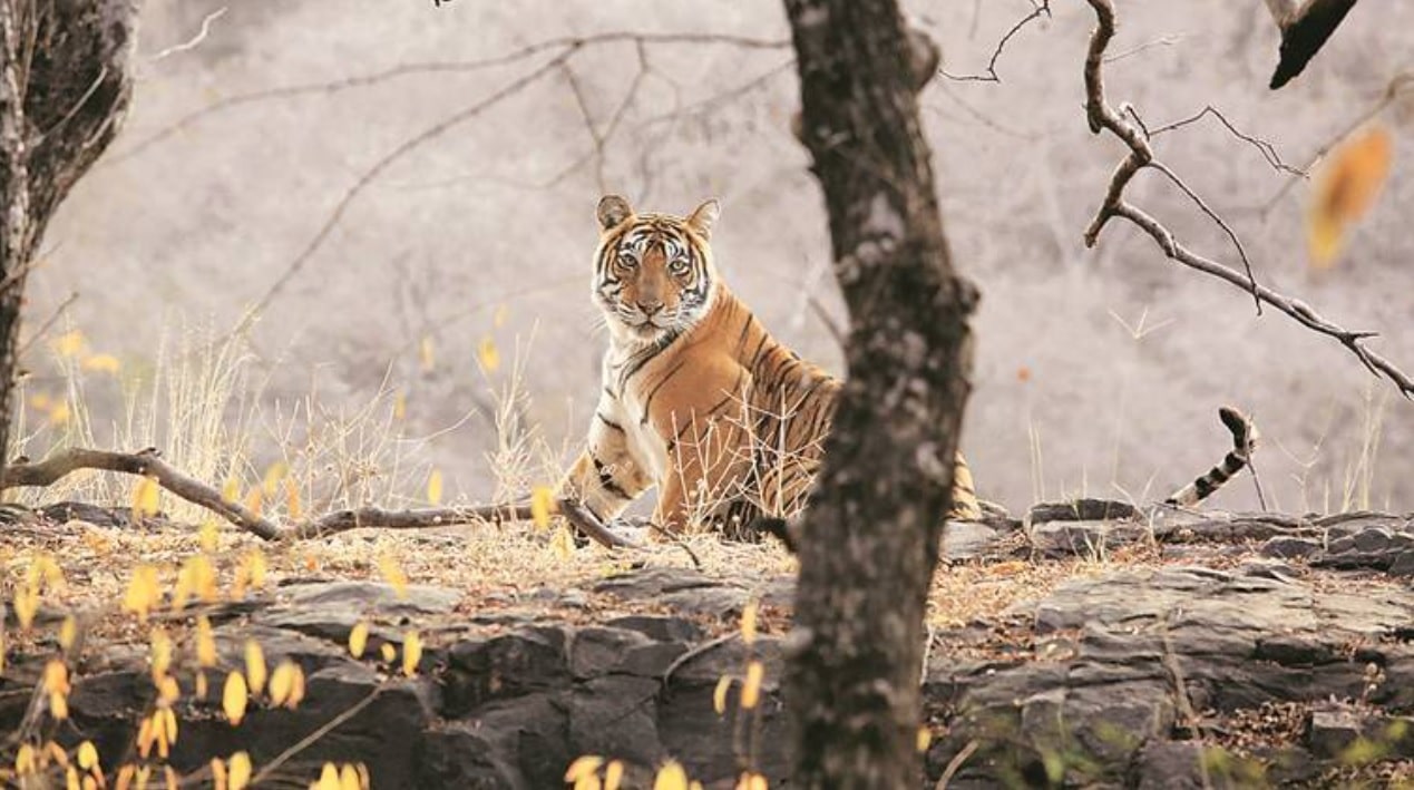 Tigers: