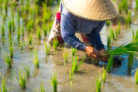 Indian Rice Congress