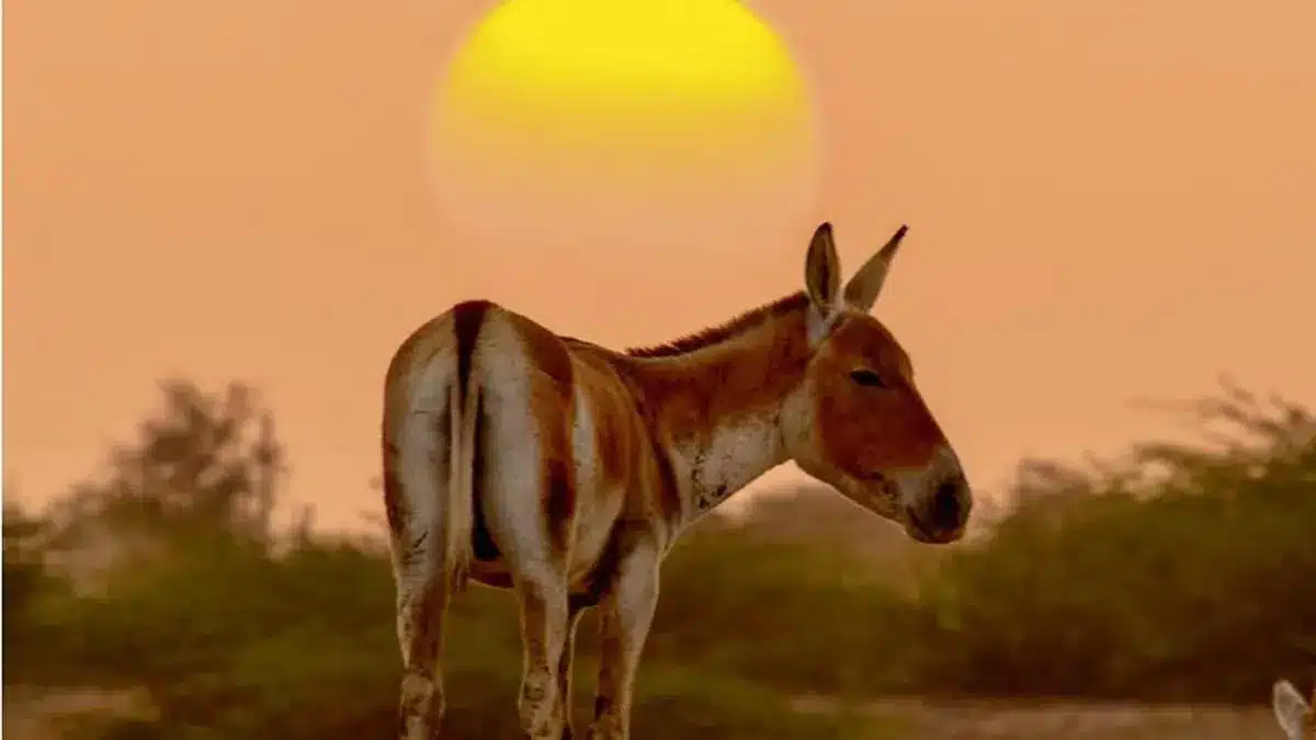 Indian Wild Ass