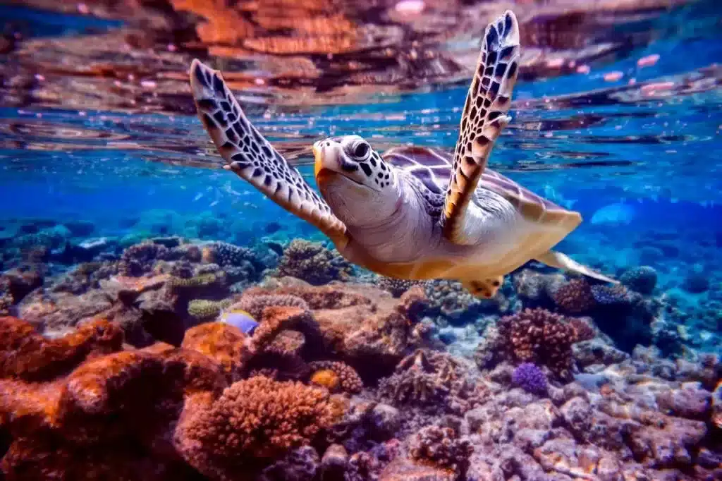 International Single Species Action Plan