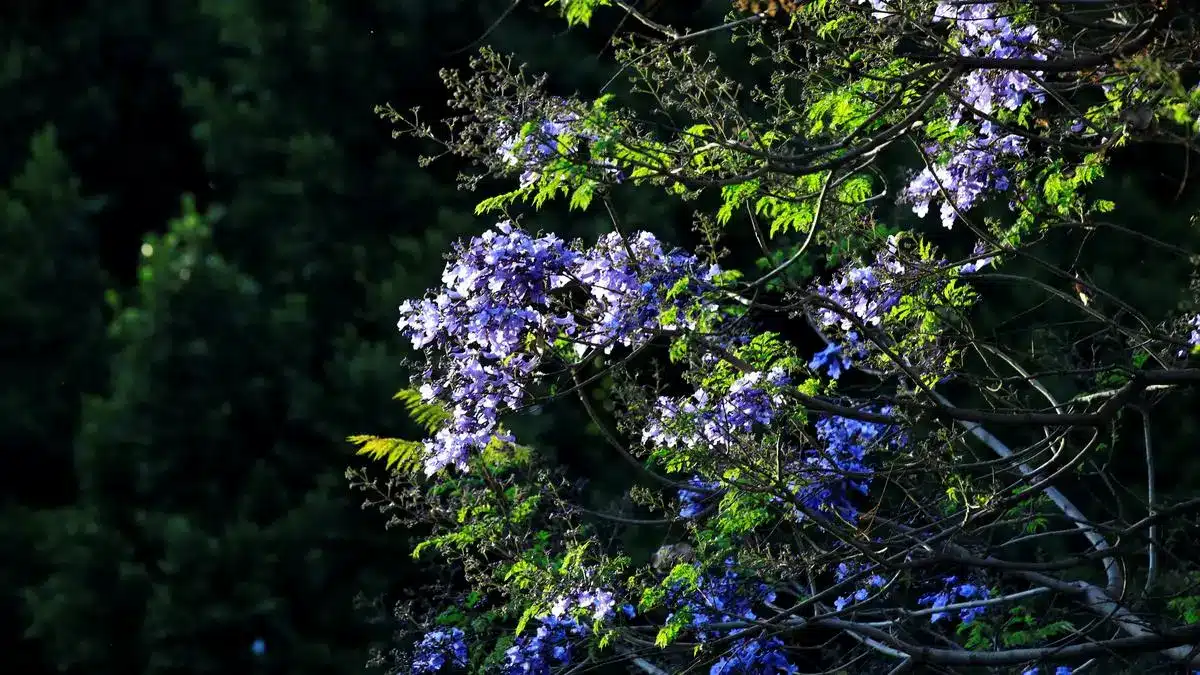 Jacaranda Bloom