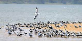 Kaliveli bird sanctuary
