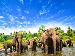 Lemru Elephant reserve