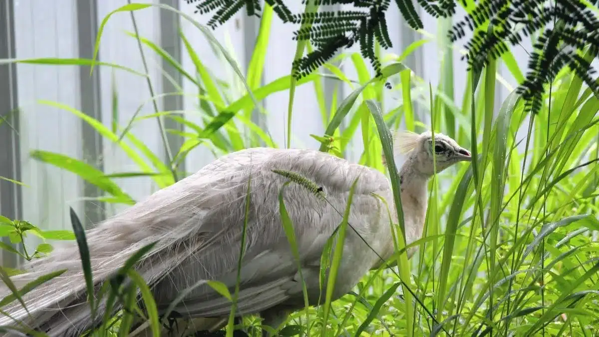 What is Leucism?