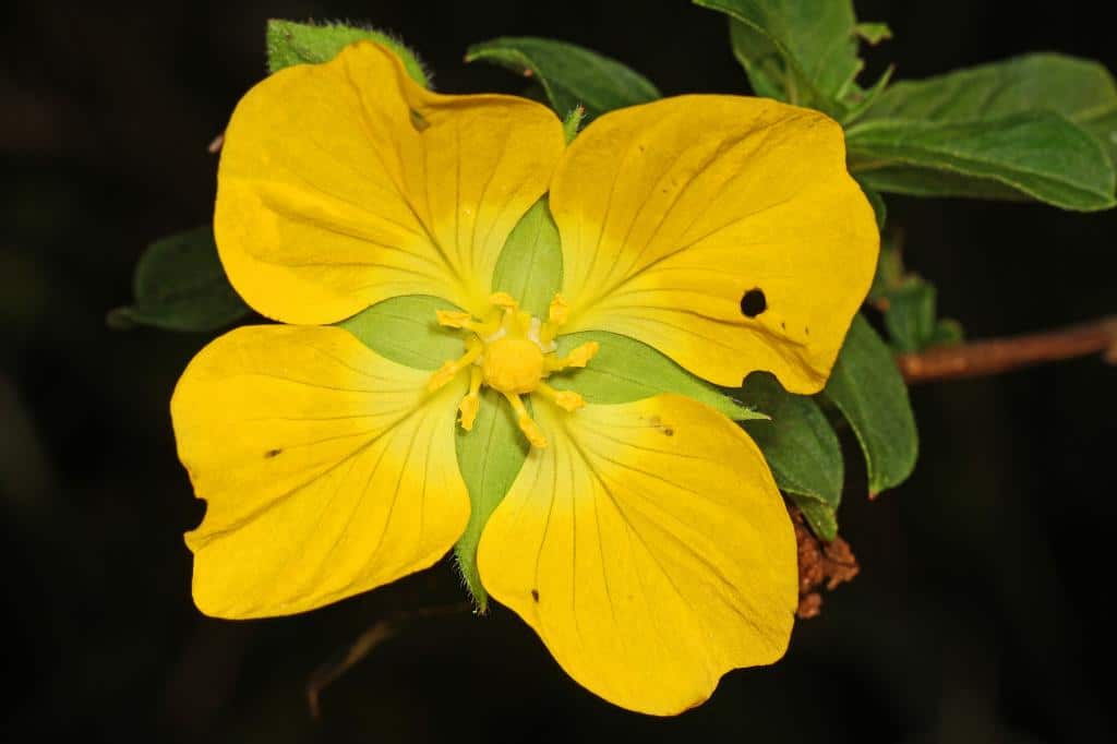 Ludwigia Peruviana