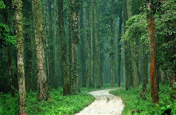 Mahananda Wildlife Sanctuary