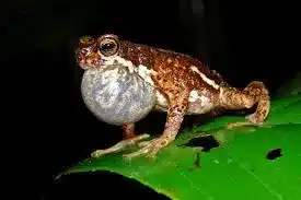 Malabar Gliding Frog