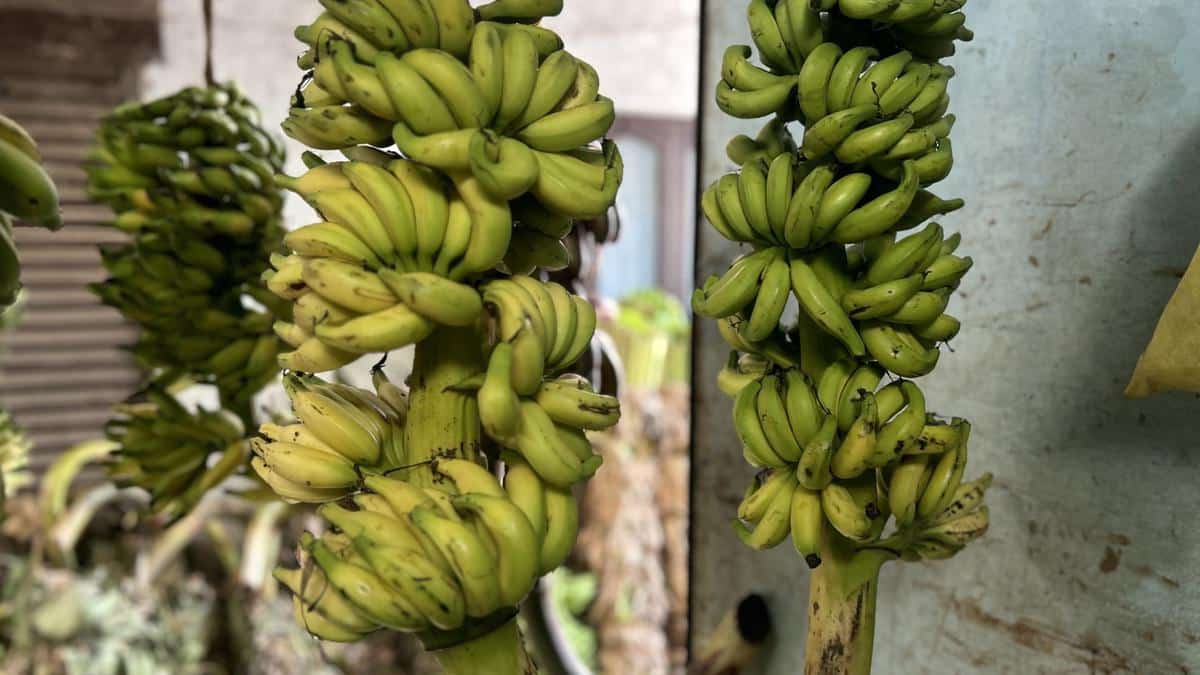 Matti banana