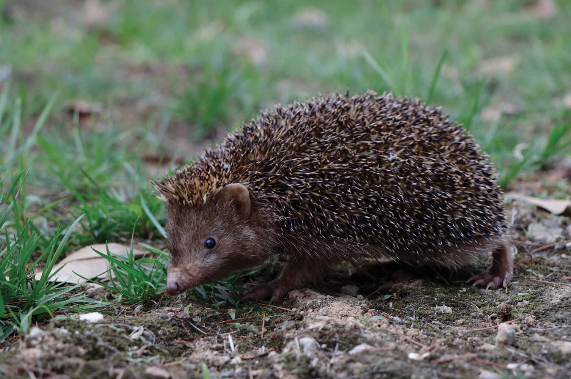 What is Mesechinus orientalis?