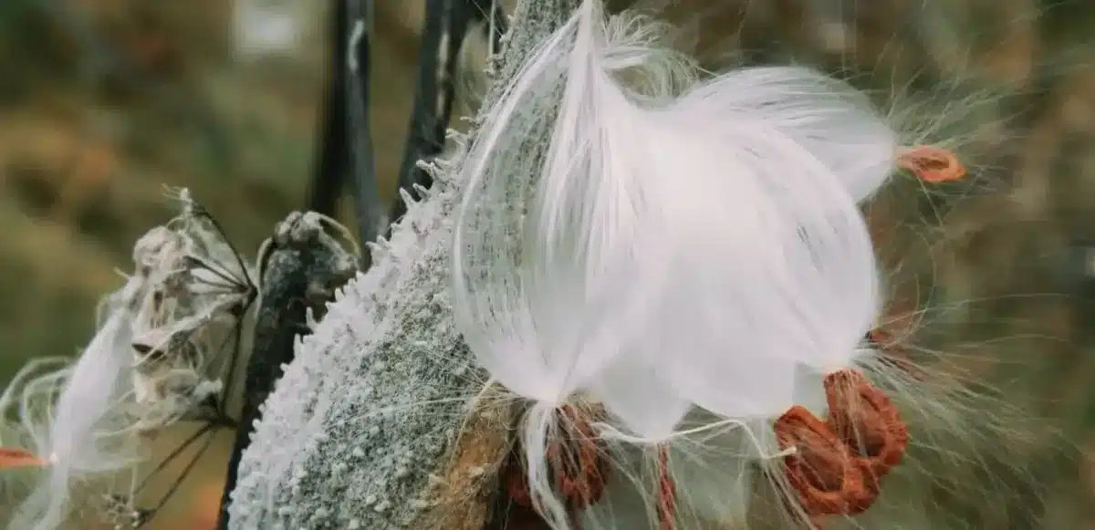 Milkweed fiber