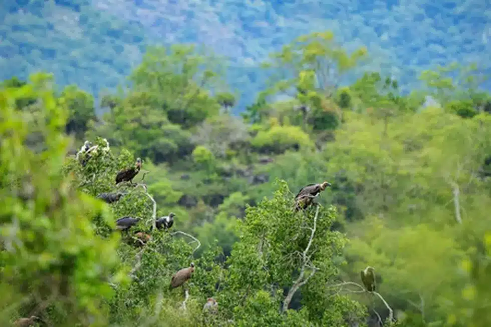 Moyar Valley